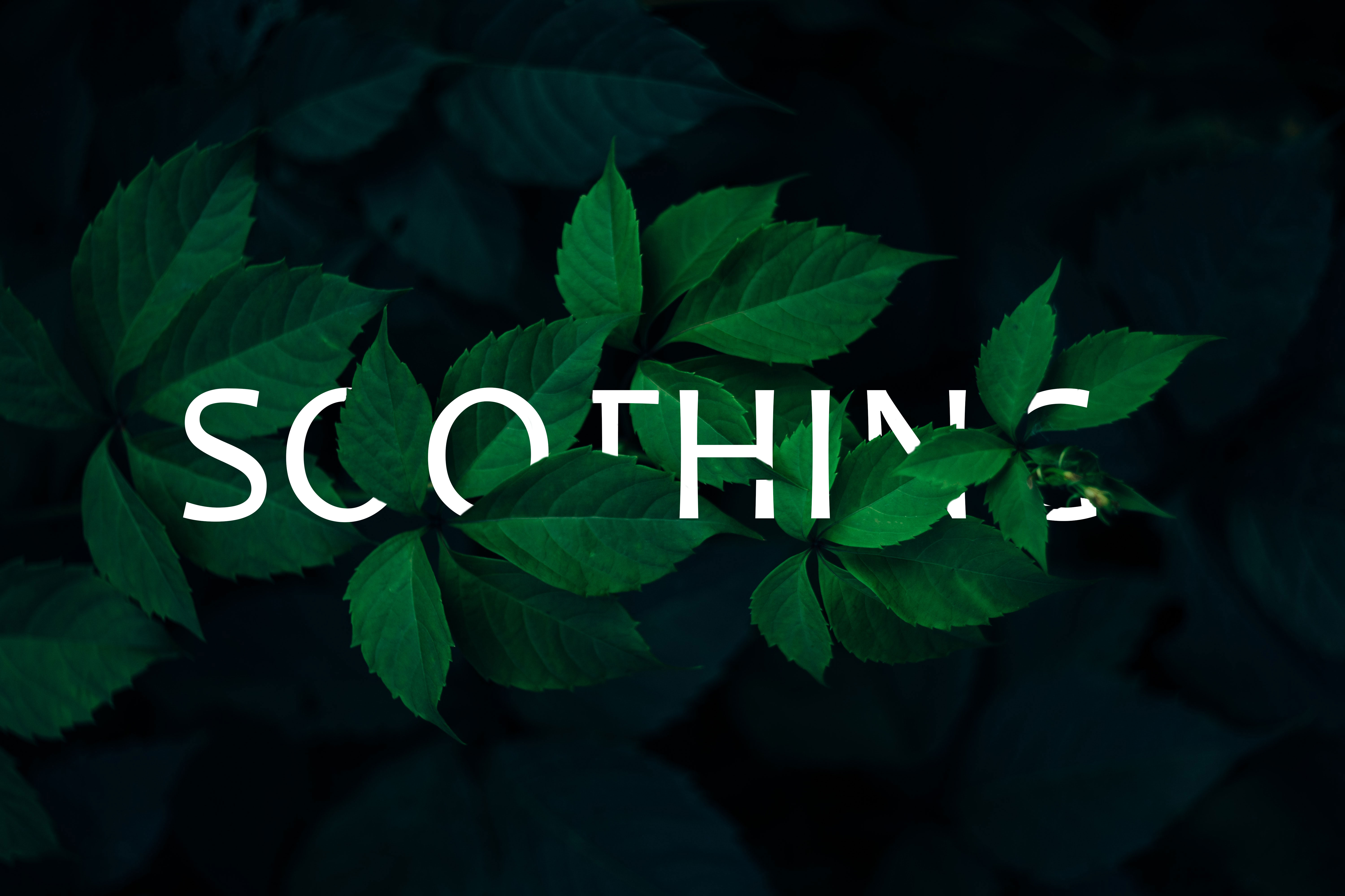 photoshop soothing image with text and leaves weaving in and out